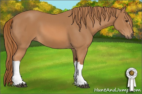 Horse Color: Chestnut 