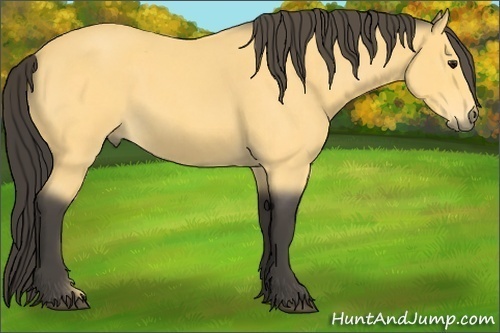 Horse Color: Buckskin Roan 