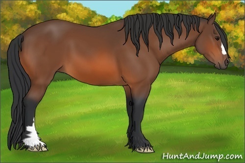 Horse Color: Bay 