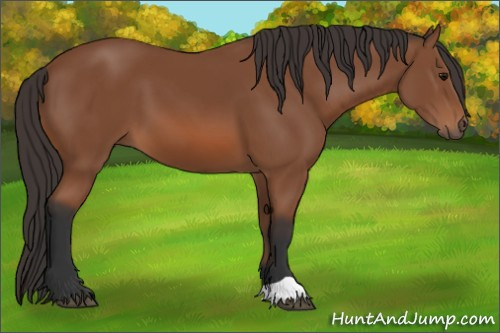 Horse Color: Bay 