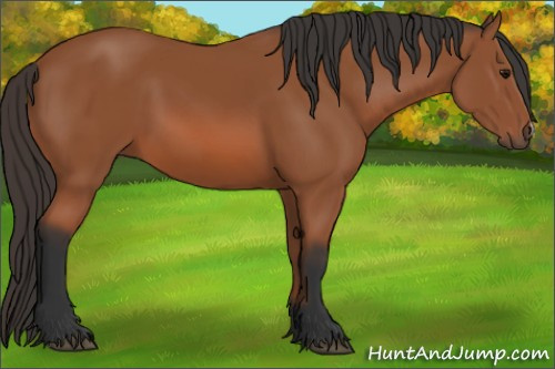 Horse Color: Bay 