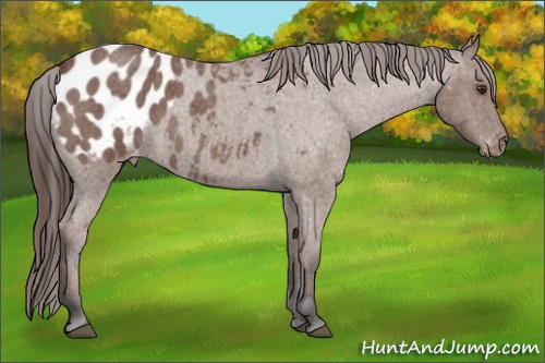 Horse Color: Bay Roan Blanket 