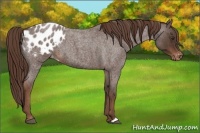 Horse Color:Liver Red Roan Appaloosa 