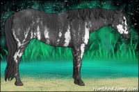 Horse Color:White Spotted Black Splash  Brindle
