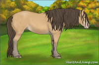 Horse Color:Amber Cream Champagne Roan 