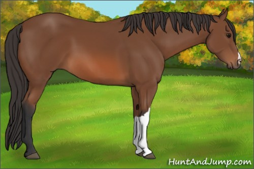 Horse Color: Bay 