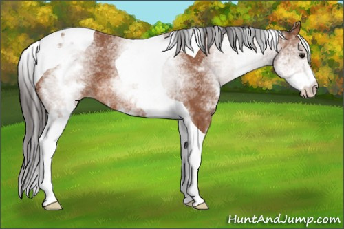 Horse Color: White Spotted Bay Tobiano 