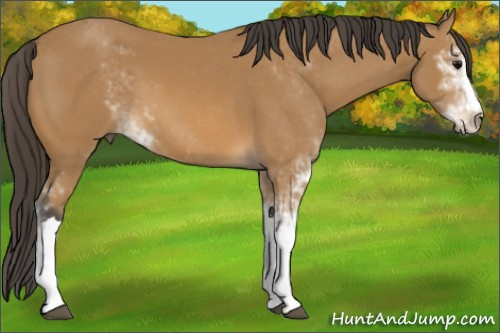 Horse Color: Buckskin Sabino 