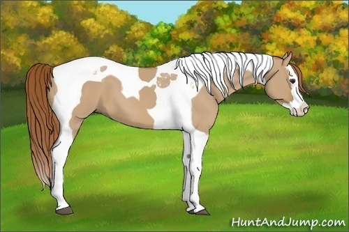 Horse Color: Red Dun Splash Tobiano 