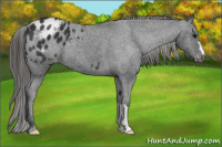 Horse Color:Black Appaloosa 