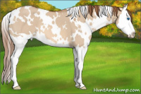Horse Color:White Spotted Red Dun Splash 