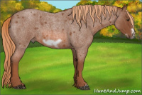 Horse Color:Liver Red Roan Frame 