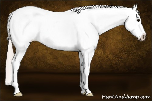 Horse Color: White Spotted Silver Bay Blanket Rabicano 