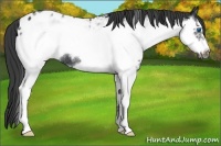 Horse Color:White Spotted Black Frame Appaloosa Rabicano 
