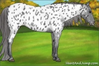 Horse Color:Blue Roan Near Leopard 