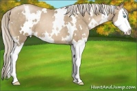 Horse Color:White Spotted Chocolate Palomino Pearl Splash 