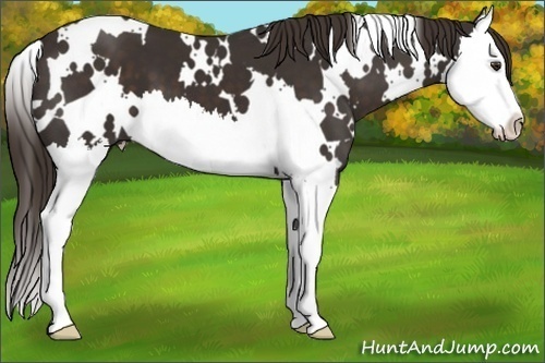 Horse Color: White Spotted Liver Chestnut Splash 