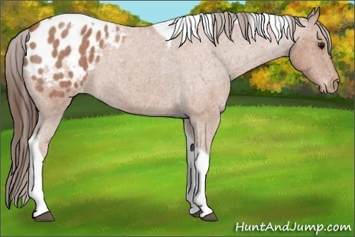 Horse Color: Bay Roan Tobiano Blanket 