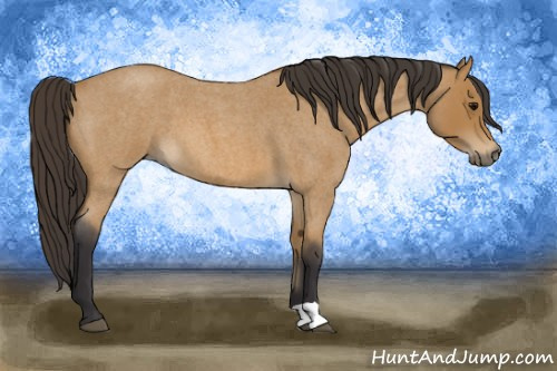 Horse Color: Buckskin Roan 