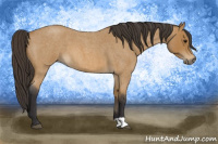 Horse Color:Buckskin Roan 
