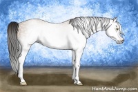 Horse Color:Gray White Spotted Amber Champagne 