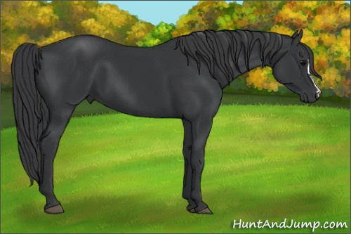 Horse Color: Brown 