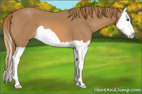 Horse Color:Chestnut Splash