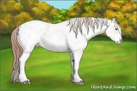 Horse Color:White Spotted Classic Champagne Roan Dun Appaloosa