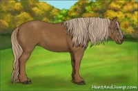 Horse Color:Chocolate Palomino 