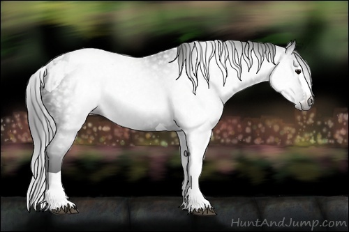Horse Color:Gray Black Splash Tobiano