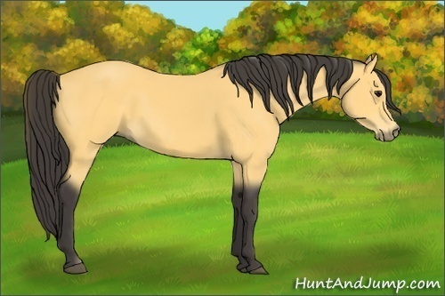 Horse Color: Buckskin 