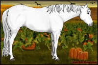Horse Color:Gray White Spotted Brown Rabicano 