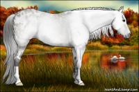 Horse Color:Gray White Spotted Smoky Grullo 