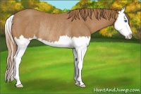 Horse Color:Chestnut Splash Rabicano
