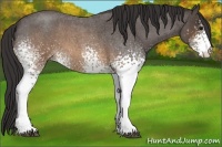 Horse Color:White Spotted Buckskin Roan 