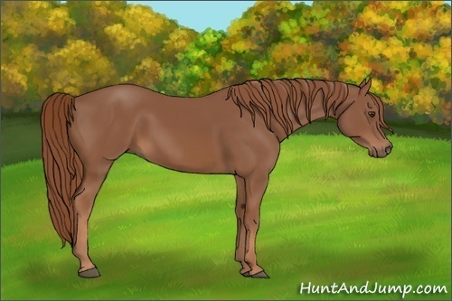 Horse Color: Chestnut 