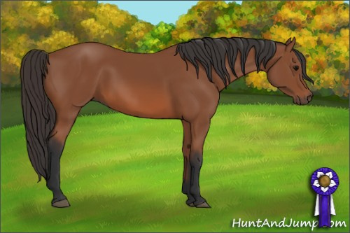 Horse Color: Bay 