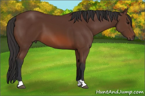 Horse Color: Bay 