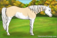 Horse Color:Silver Amber Cream Champagne Dun Splash 