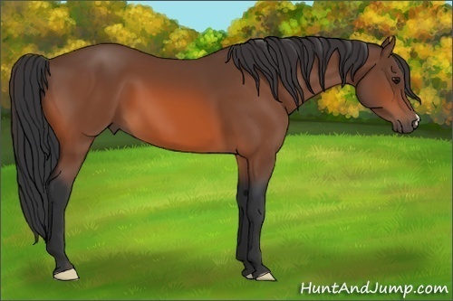 Horse Color: Bay 