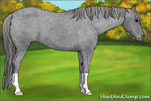 Horse Color:Black Appaloosa 