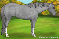 Horse Color:Black Appaloosa