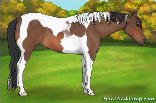 Horse Color:Bay Roan Tobiano