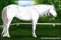 Horse Color:White Spotted Black Splash Appaloosa 