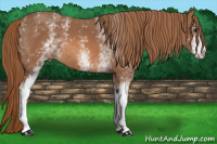Horse Color:White Spotted Liver Chestnut 