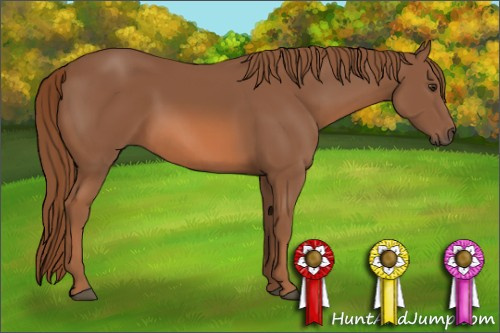 Horse Color: Liver Chestnut 