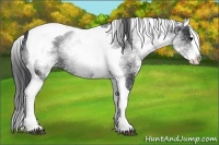 Horse Color:White Spotted Black Splash Tobiano 