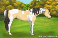 Horse Color:Buckskin Tobiano 