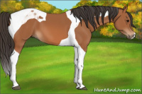 Horse Color:Bay Tobiano 