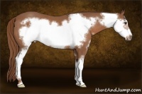 Horse Color:Chestnut Sabino Frame 